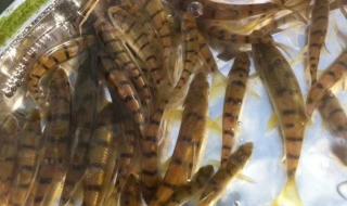 野生淡水石斑鱼