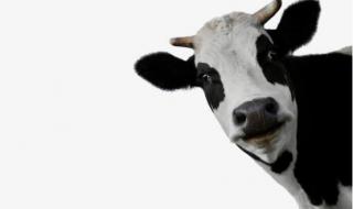 忘忧草是黄花菜吗