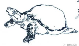 世界上最吓人的乌龟