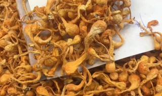 同仁堂收购冬虫夏草